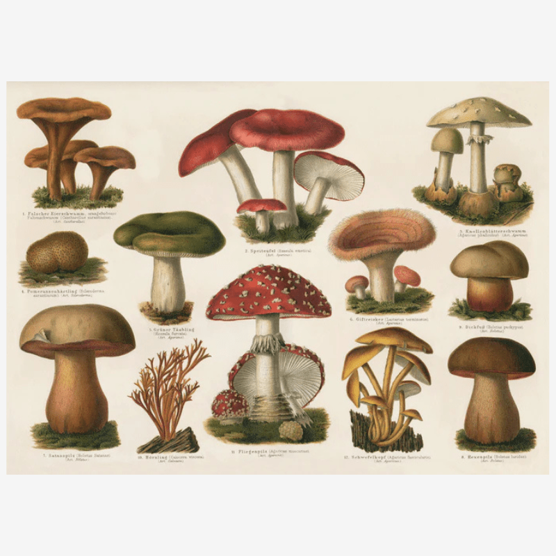 Variety of Mushrooms Fungi Framed Art Print - 50x70 2928H - Uneeka